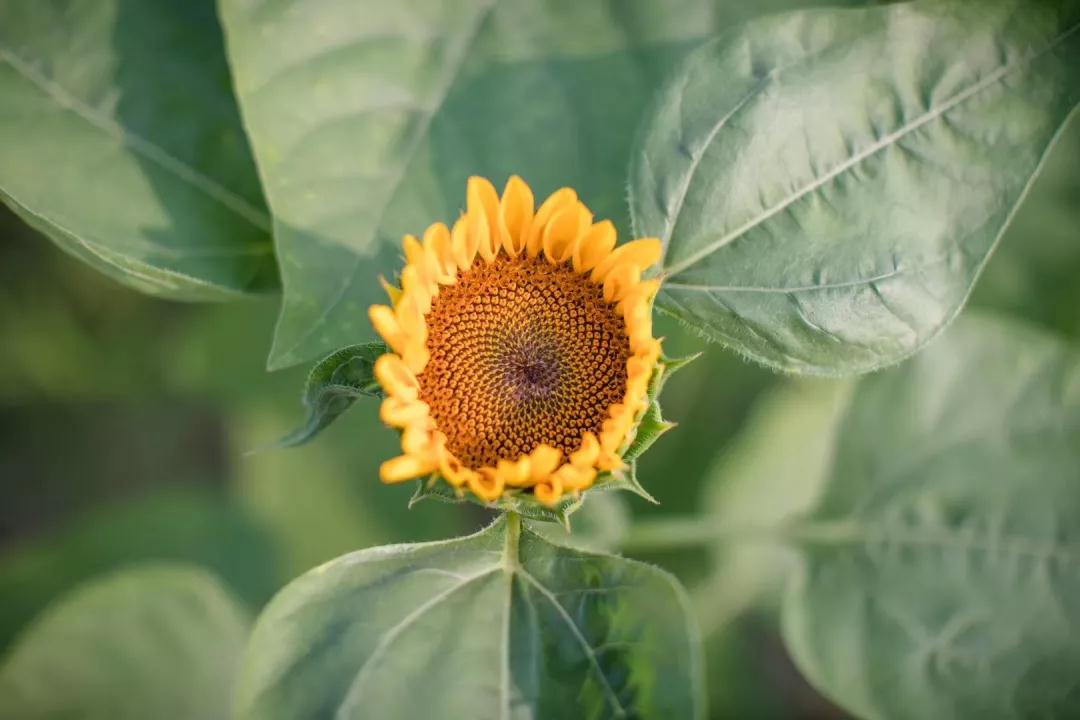 花点时间看向阳奉贤又一片花海绽放